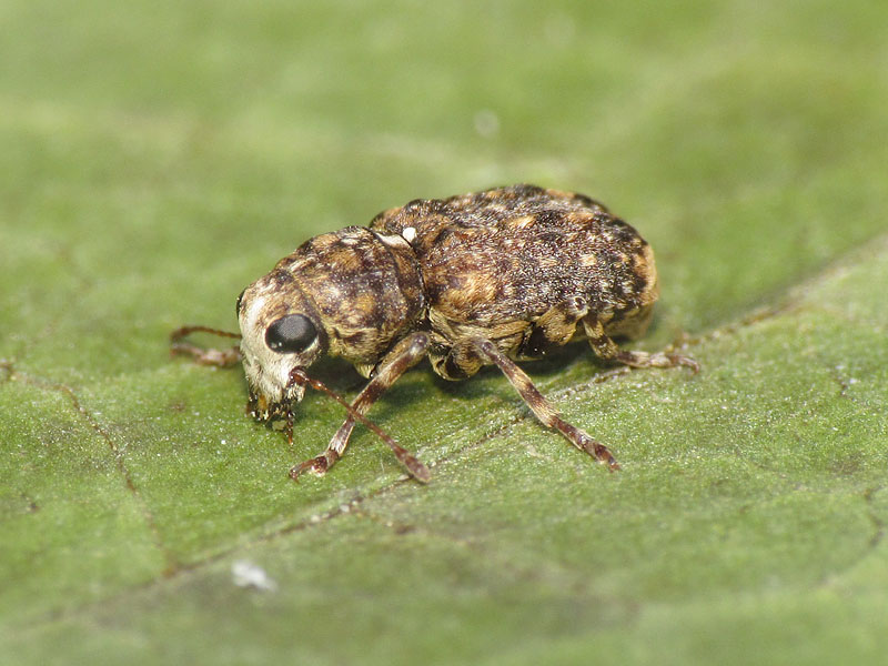 Anthribidae: Dissoleucas niveirostris ? S !